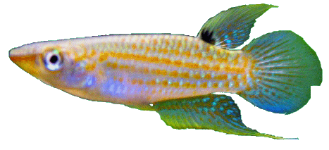 Aplocheilus kirchmayeri