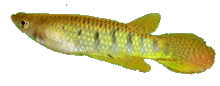 Aplocheilus dayi