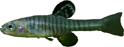 Kosswigichthys asquamatus