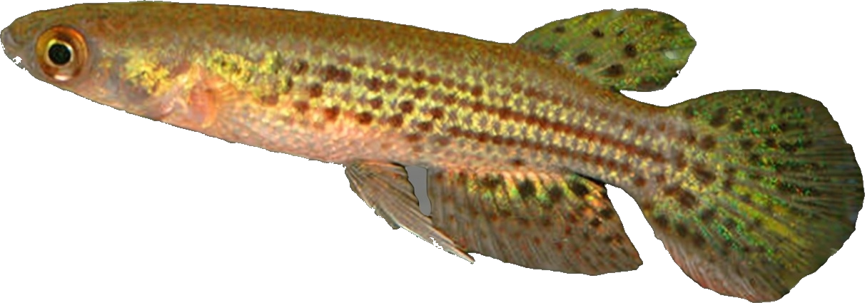 Trigonectes balzanii