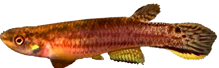 Rivulus (Cynodonichthys) brunneus