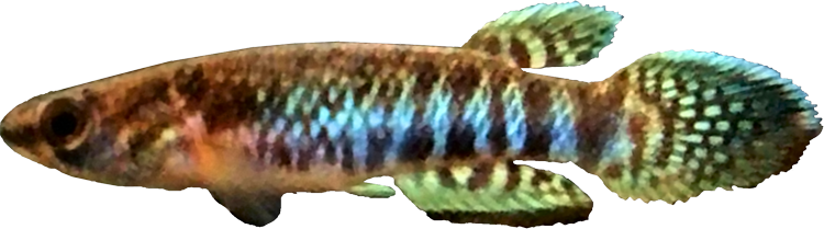 Rivulus (Kryptolebias) brasiliensis