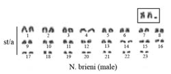 karyotype -  2n=50♀, 2n=49♂