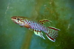 00-0-Copr_2026-Shinzo_Miwat.jpg