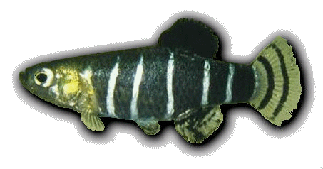 Anatolichthys danfordii