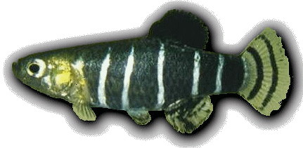 Cyprinodontinae