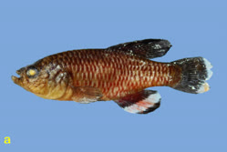 00-a-Copr_2025-BelaNagy-HOLOTYPE_BE_RMCA_VERT_2025_008_P_0031t.jpg