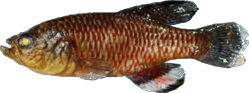 00-a-Copr_2025-BelaNagy-HOLOTYPE_BE_RMCA_VERT_2025_008_P_0031t.png