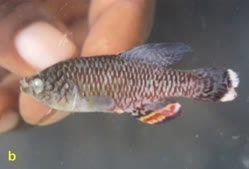 00-b-Copr_2025-A_Kalumbat.jpg