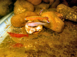 shrimp-yest.jpg