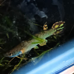 Rivulus (Anablepsoides) gamae