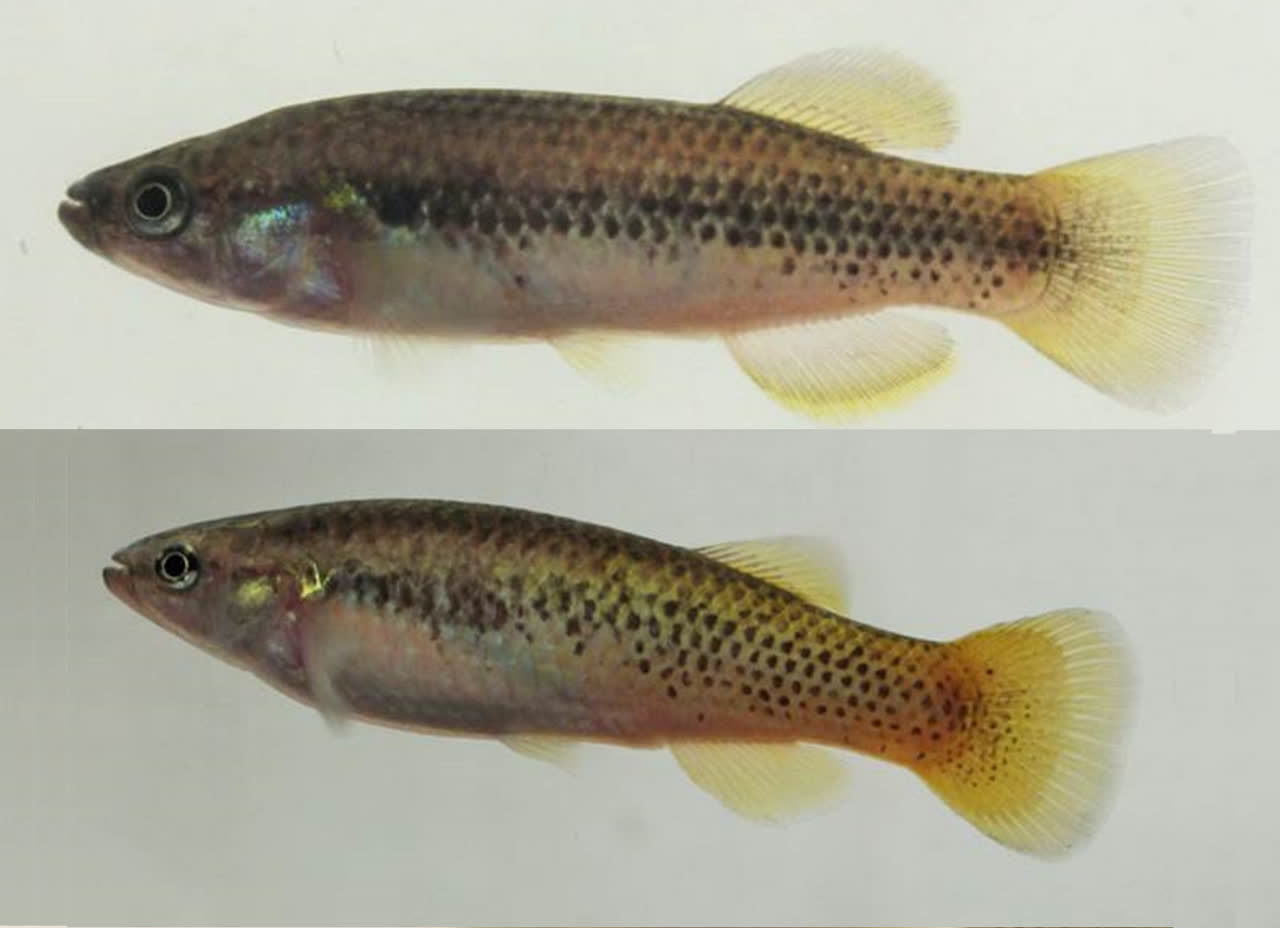 Profundulus hectori