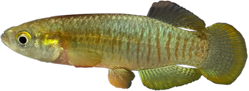 01-0-Copr_2022-Valerio_Urbanit.png