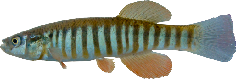 Fundulus kansae