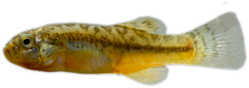 Pseudorestias lirimensis