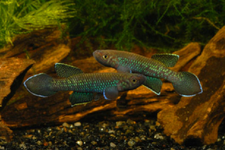 Nimbapanchax leucopterus