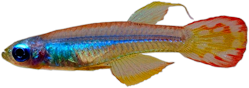 00-1-Copr_2020-Eduard_Purzlt.png