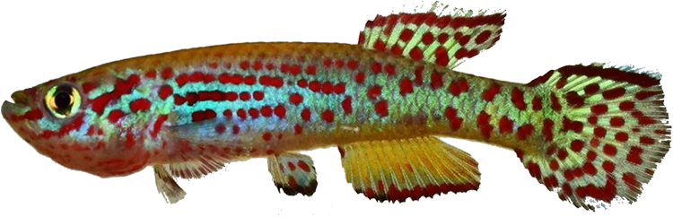 Basua