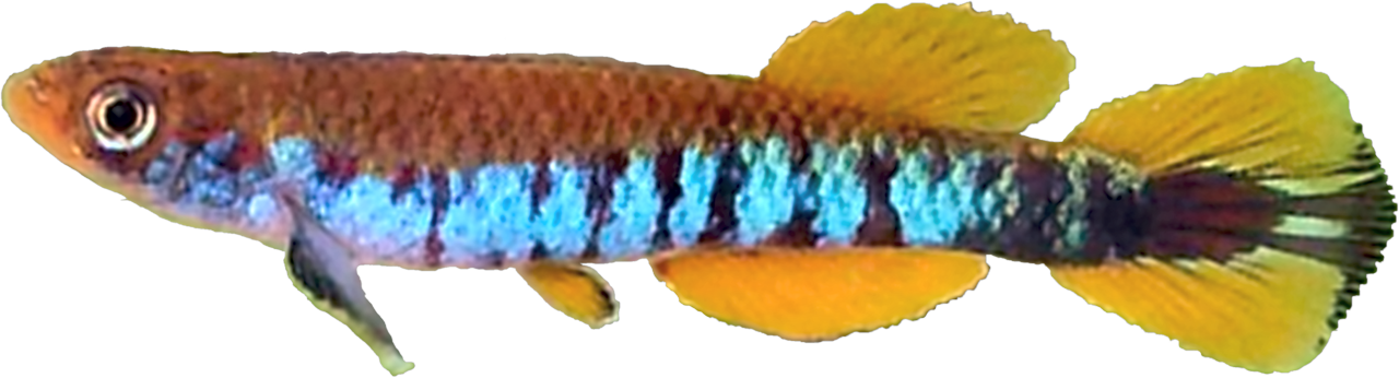 MIM