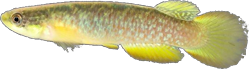 Rivulus (Atlantirivulus) maricensis