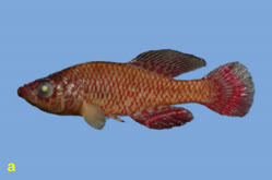 00-a-Copr_2025-BelaNagy-HOLOTYPE_BE_RMCA_VERT_2025_008_P_0021t.jpg
