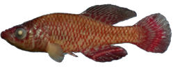 00-a-Copr_2025-BelaNagy-HOLOTYPE_BE_RMCA_VERT_2025_008_P_0021t.png