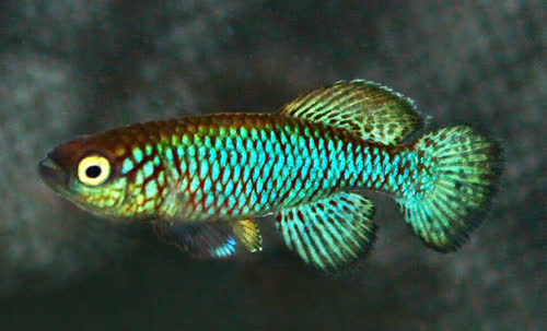 Nothobranchius (Adiniops) nikiforovi