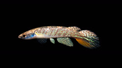 00-0-Copr_2025-The_Killifish_Collections_Projectt.jpg