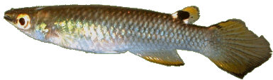 Aplocheilus panchax