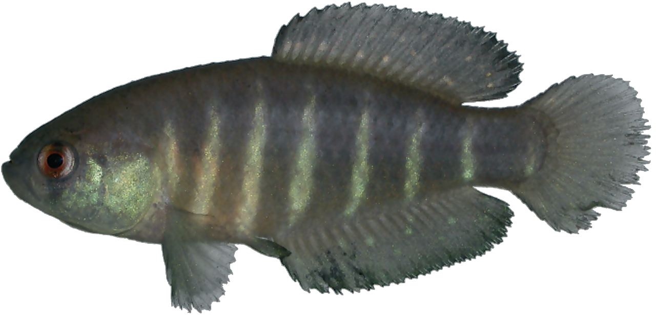 Austrolebias paucisquama