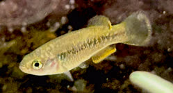 Profundulus parentiae