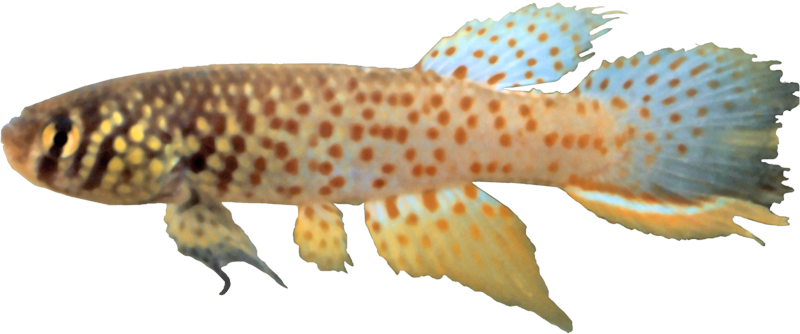 Rachoviini