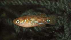 ZASB_25-3