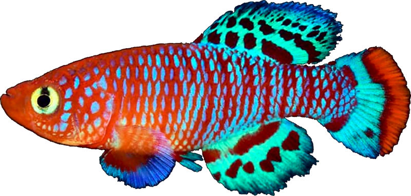 Nothobranchius rachovii