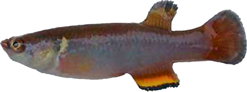 Millerichthys robustus