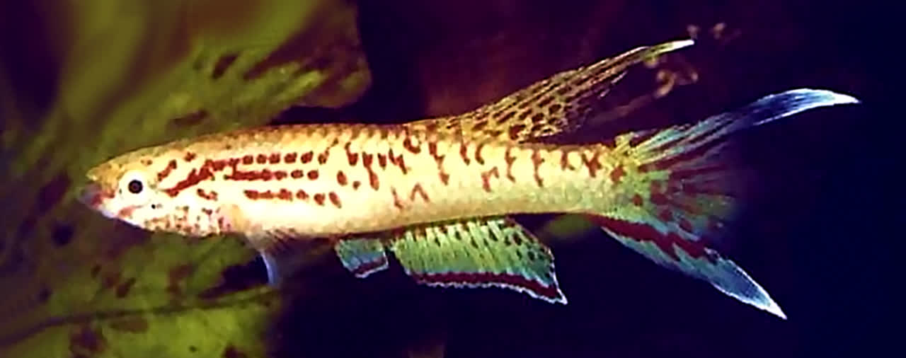 Aphyosemion riggenbachi