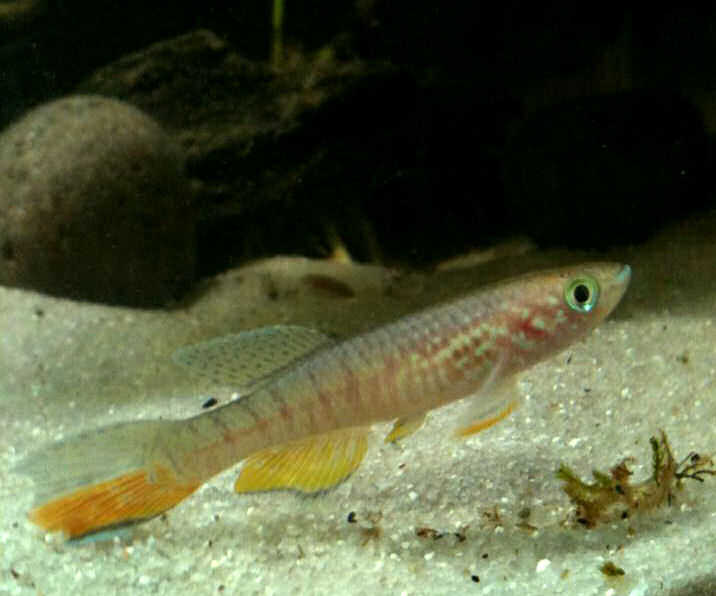juvenile
