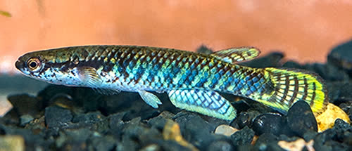 Melanorivulus schuncki