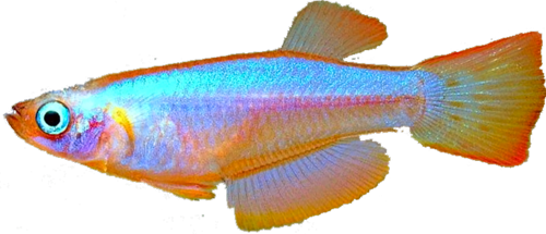 Procatopodinae