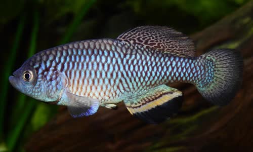 Nothobranchius sonjae