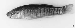 00-0-Copr_2001-A_Getahun-Holotype-AMNH_223755_91mm_LakeAfdera_Ethiopiat.jpg