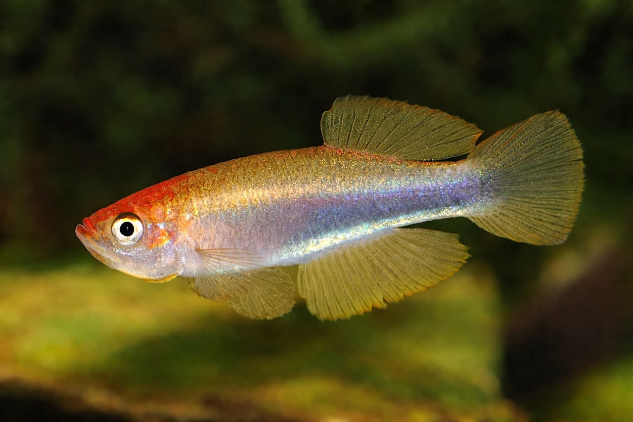 Plataplocheilus species "Mayombe Yellow"