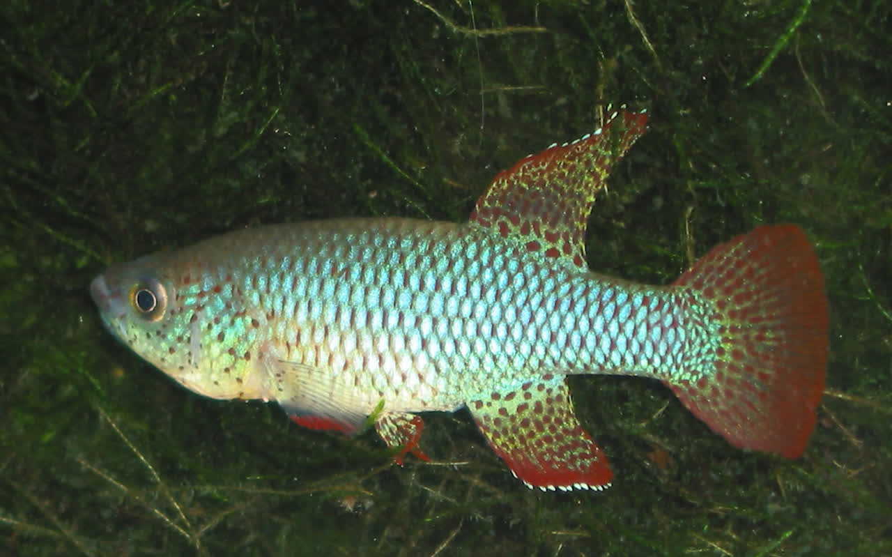 Ceramica_II_MT_2003-3