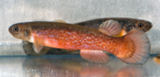 Rivulus species Panama 2004-11