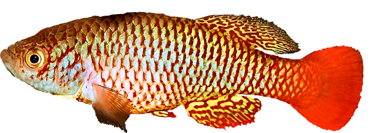 Nothobranchius wattersi