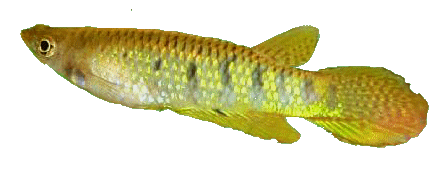 Aplocheilus dayi