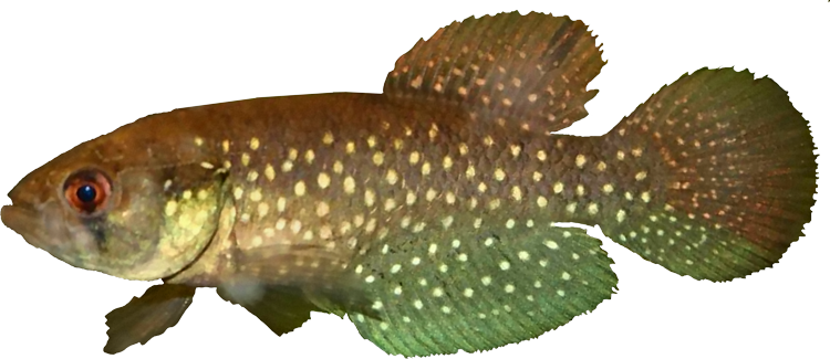 Austrolebias wolterstorffi