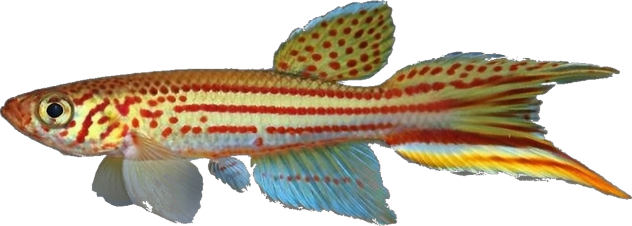 San_Jose_del_Guaviare